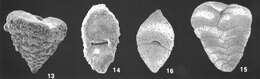 Image of Textularia lateralis Lalicker 1935