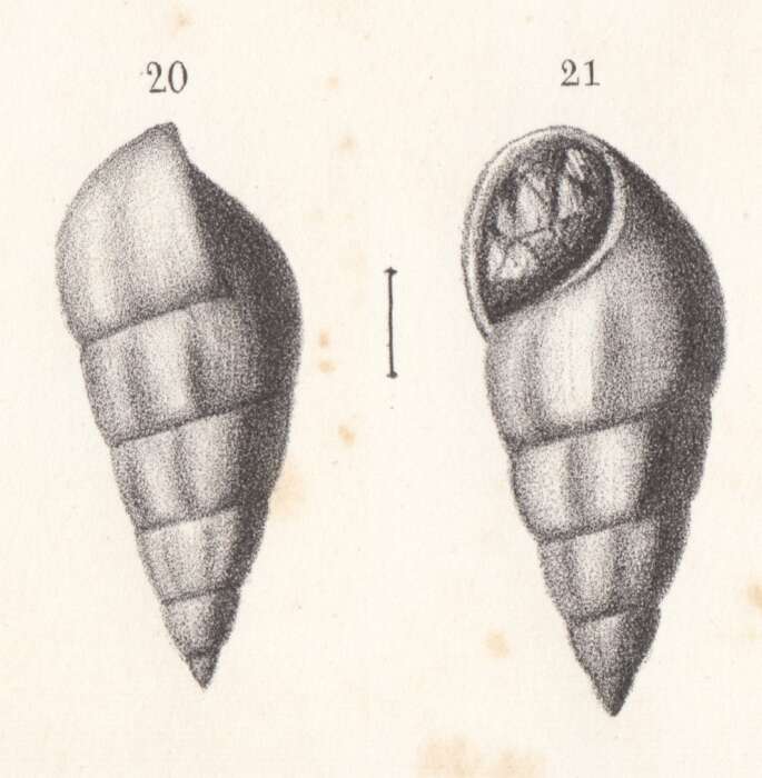 Image of Rissoa mosensis Buvignier 1852