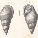 Image of Rissoa virdunensis Buvignier 1852