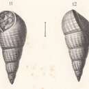 Image de Rissoa subclathrata Buvignier 1852