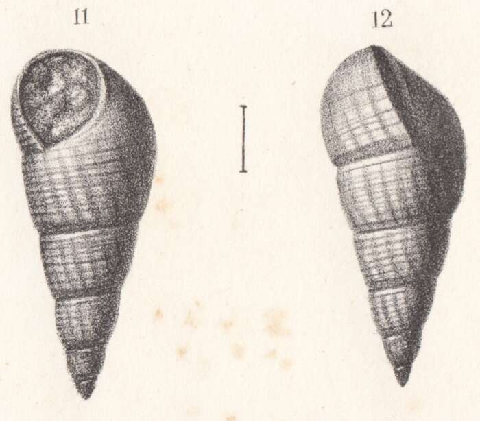 Image of Rissoa subclathrata Buvignier 1852