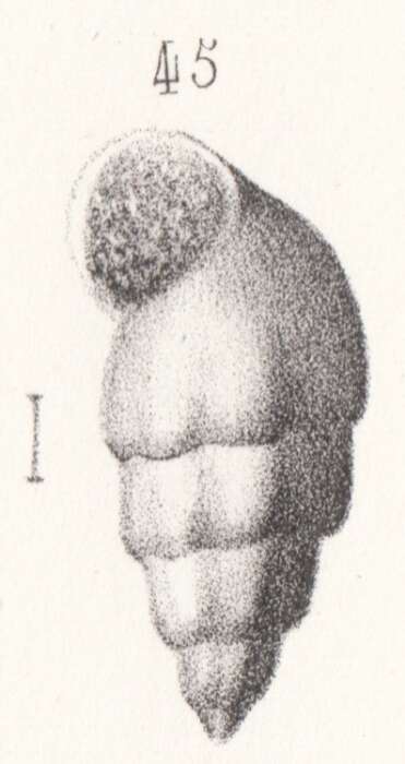 Image of Rissoa moreana Buvignier 1852