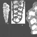 Image de Textularia fistula Cushman 1911