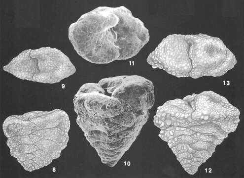 Image de Textularia truncata Höglund 1947