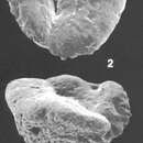 Image of Textularia orbica Lalicker & McCulloch 1940