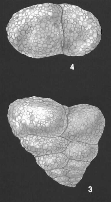 Image of Textularia semialata Cushman 1913