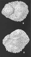 Image of Textularia pseudosolita Zheng 1988