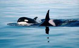 Image of killer whale