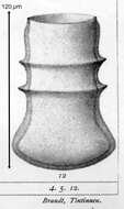 Image of Amplectella collaria (Brandt) Kofoid & Campbell 1929