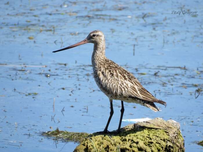 Image of Bar-tailed Godwit