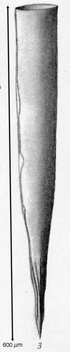 Sivun Xystonellopsis kraemeri Brandt 1907 kuva