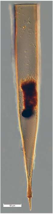 Image de Xystonellopsis kraemeri Brandt 1907