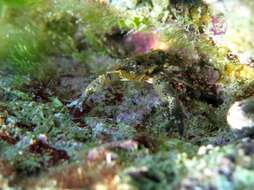 Image of Leach's squat lobster