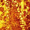 Image of Meyendorffina bathonica Aurouze & Bizon 1958
