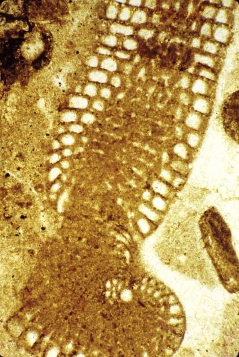 Image of Hauraniidae