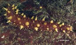 Image of California sea cucumber