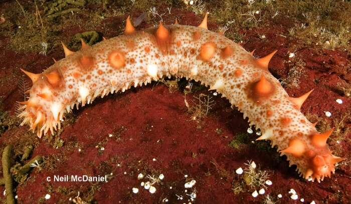 Image of California sea cucumber