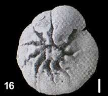 Image of Ammonia venecpeyreae Hayward & Holzmann 2019