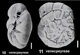 Image of Ammonia venecpeyreae Hayward & Holzmann 2019