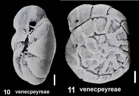 Image of Ammonia venecpeyreae Hayward & Holzmann 2019