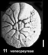 Image of Ammonia venecpeyreae Hayward & Holzmann 2019