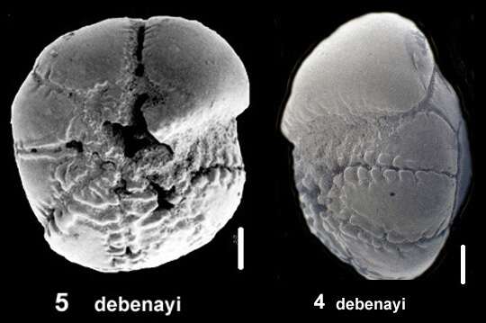 Image of Ammonia debenayi Hayward & Holzmann 2019