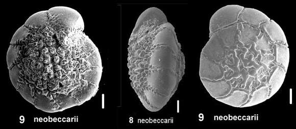 Image of Ammonia neobeccarii Shchedrina & Mayer 1975