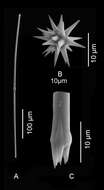 Image of Paratimea dentata Morrow 2019