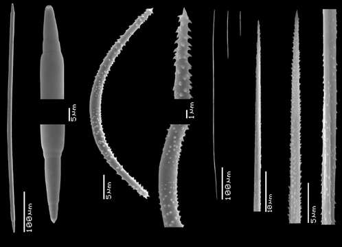 Image of Desmoxya lunata (Carter 1885)