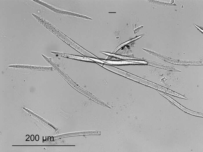 Image of Heteroxya corticata Topsent 1898