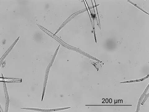 Image of Heteroxya corticata Topsent 1898