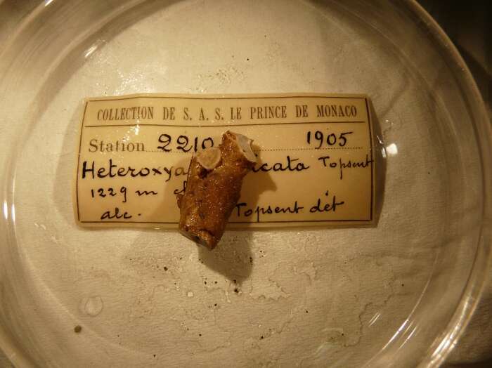 Image of Heteroxya corticata Topsent 1898
