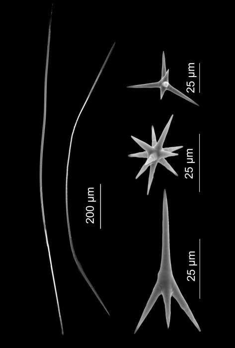 Image of Paratimea oxeata Pulitzer-Finali 1978