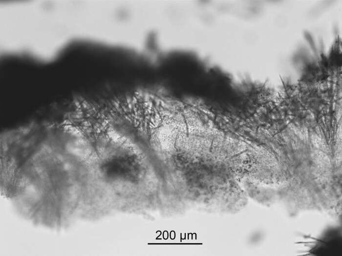 Image of Halicnemia caledoniensis Morrow 2019