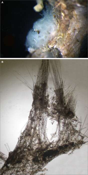 Image of Poecillastra tavianii Cardone, Pansini, Corriero & Bertolino 2019