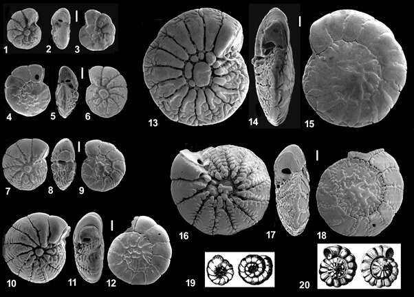 Image of Ammonia beccarii (Linnaeus 1758)