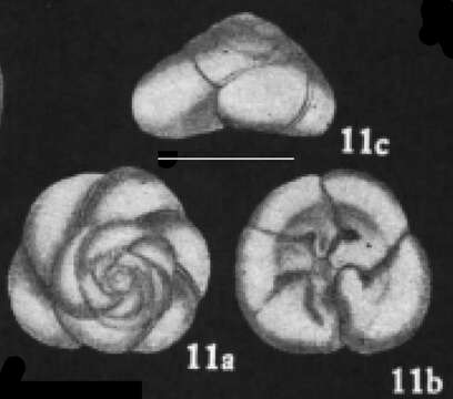 Image of Ammonia convexidorsa Zheng 1978