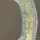 Image of Tricoma (Quadricoma) bahamaensis (Timm 1970)