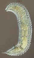 Imagem de Tricoma (Quadricoma) bahamaensis (Timm 1970)