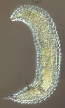 Image of Tricoma (Quadricoma) bahamaensis (Timm 1970)