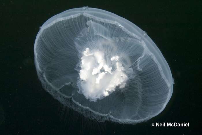 Image of Pacific moon jelly
