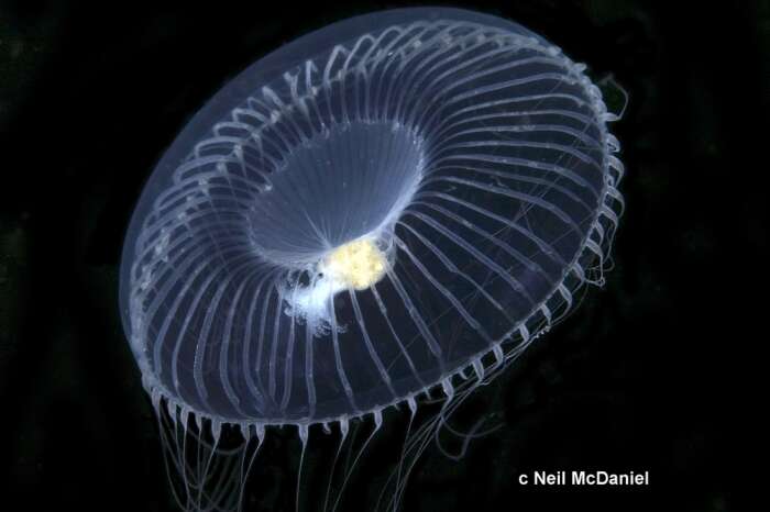 Image of crystal jelly