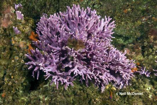 Image of California hydrocoral