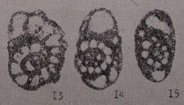 Image de Pojarkovella honesta Simonova ex Simonova & Zub 1975