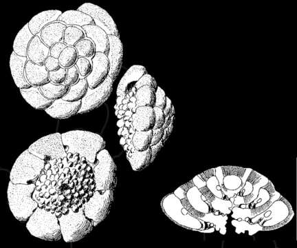 Слика од Ammonia moroensis Hofker 1978