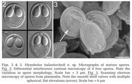 Image of Myxobolus balantiocheili Levsen, Alvik & Grotmol 2004