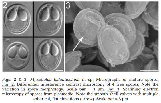 صورة Myxobolus balantiocheili Levsen, Alvik & Grotmol 2004