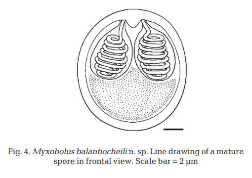 Image of Myxobolus balantiocheili Levsen, Alvik & Grotmol 2004