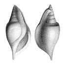 Image of Cyclomolops humerosus (Deshayes 1865)