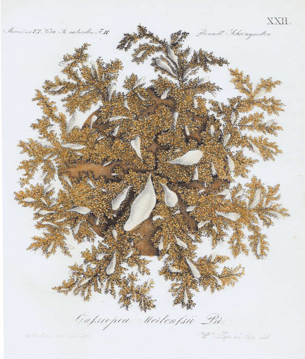 Image of Cassiopea mertensi (Brandt 1838)